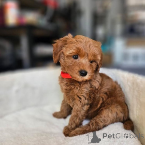 Photo №3. Dean Janet Kay Puppies House. USA