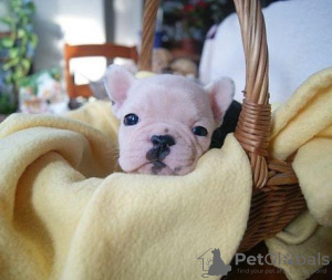 Photo №1. bouledogue - à vendre en ville de Freiburg im Breisgau | 360€ | Annonce №118261