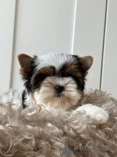 Photo №1. biewer yorkshire terrier - à vendre en ville de Prague | 2000€ | Annonce №44590