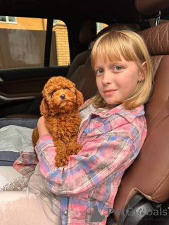 Photo №3. Dean Janet Kay Puppies House. USA