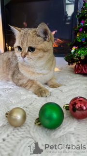 Photo №3. Femelle dorée britannique ny 11. USA