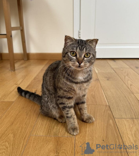 Photos supplémentaires: Cher chat Sniff est entre de bonnes mains.