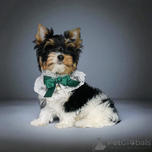 Photo №4. Je vais vendre  en ville de Tbilissi. éleveur - prix - Gratuit