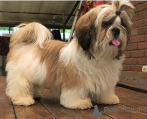 Photo №2 de l'annonce № 52186 de la vente shih tzu - acheter à Ukraine de la fourrière