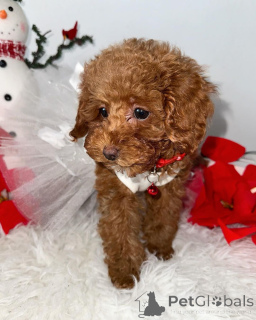 Photo №1. caniche (jouet) - à vendre en ville de Berlin | négocié | Annonce №140714