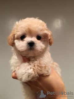 Photos supplémentaires: Wunderschöne Maltipoo-Welpen zur Adoption