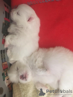 Photos supplémentaires: Champion Sired Males White Cream Pomeranian