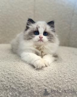 Photo №1. ragdoll - à vendre en ville de Bernex | négocié | Annonce № 156945