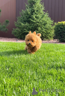 Photo №4. Je vais vendre caniche (jouet) en ville de Brighton et Hove. annonce privée - prix - 550€