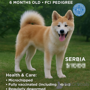 Photo №1. akita (chien) - à vendre en ville de Kruševac | 1200€ | Annonce №147661