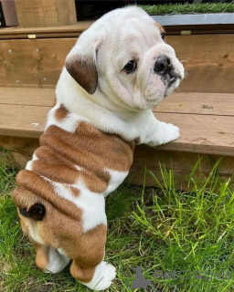 Photo №4. Je vais vendre bulldog anglais en ville de Tullamore.  - prix - négocié