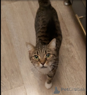 Photo №4. Je vais vendre  en ville de Khimki. annonce privée - prix - Gratuit