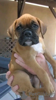 Photo №1. boxer - à vendre en ville de Iowa City | 379€ | Annonce №111394