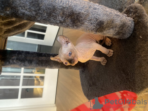 Photo №4. Je vais vendre sphynx en ville de New york. annonce privée - prix - 852€