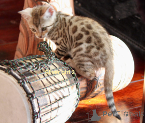 Photo №3. Chiot bengale exceptionnel. L'Autriche