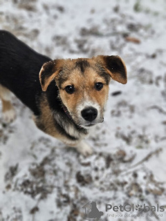 Photo №4. Je vais vendre chien bâtard en ville de Москва. de la fourrière - prix - Gratuit