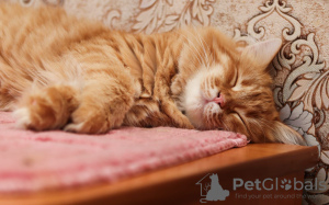 Photo №3. La merveilleuse chatte Bonya cherche un foyer !. Fédération de Russie