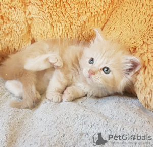 Photo №1. maine coon - à vendre en ville de Berlin | 350€ | Annonce № 123462