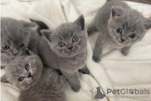 Photo №1. british shorthair - à vendre en ville de Салоники | Gratuit | Annonce № 126139