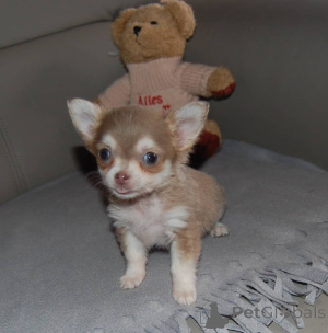 Photo №3. Chiots Chihuahua miniatures. Allemagne