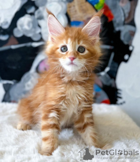 Photo №2 de l'annonce № 114859 de la vente maine coon - acheter à USA annonce privée