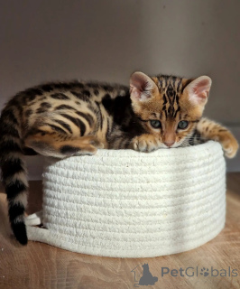 Photo №2 de l'annonce № 176449 de la vente bengal - acheter à Pays Bas éleveur