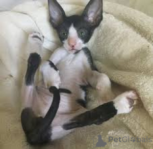 Photo №2 de l'annonce № 164666 de la vente cornish rex - acheter à La finlande annonce privée, éleveur