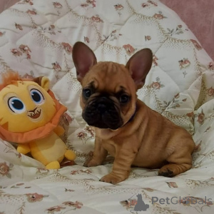 Photo №3. 3 magnifiques chiots à vendre. Italie