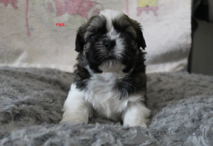 Photo №1. shih tzu - à vendre en ville de Haugesund | 350€ | Annonce №170174