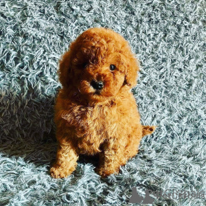 Photo №1. caniche (jouet) - à vendre en ville de Les palmes | négocié | Annonce №173436