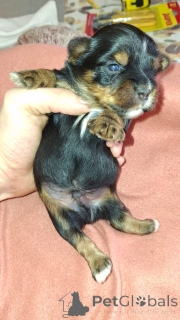 Photo №4. Je vais vendre biewer yorkshire terrier, yorkshire terrier en ville de Daugavpils. annonce privée, de la fourrière, éleveur - prix - 600€