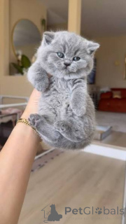 Photo №1. british shorthair - à vendre en ville de Glencoe | négocié | Annonce № 173823