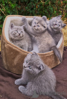 Photo №1. scottish fold - à vendre en ville de Frechen | 450€ | Annonce № 173925