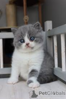 Photo №2 de l'annonce № 161606 de la vente british shorthair - acheter à Belgique annonce privée, éleveur