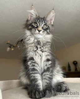 Photo №1. maine coon - à vendre en ville de Берлинген | négocié | Annonce № 115759