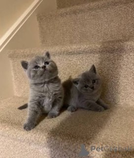 Photo №1. british shorthair - à vendre en ville de Bristol | négocié | Annonce № 173785