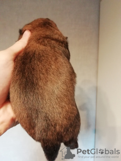 Photo №4. Je vais vendre shih tzu en ville de Daugavpils. annonce privée, éleveur - prix - 600€