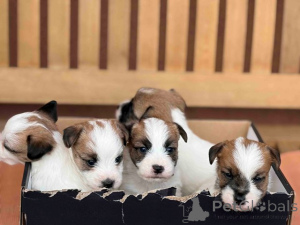 Photo №1. jack russell terrier - à vendre en ville de Kruševac | négocié | Annonce №176340