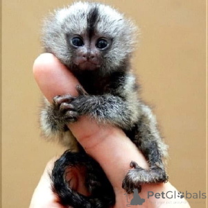 Photo №2 de l'annonce № 161693 de la vente  - acheter à Belgique 