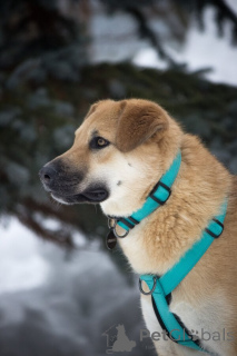 Photo №3. Un merveilleux barrabulka cherche une maison et une famille aimante!. Fédération de Russie