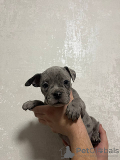 Photo №4. Je vais vendre american bully en ville de Москва. éleveur - prix - négocié