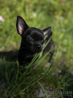 Photos supplémentaires: Sable pour Chihuahua