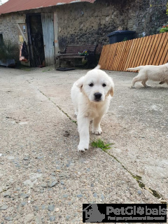 Photo №2 de l'annonce № 134643 de la vente golden retriever - acheter à Belgique 
