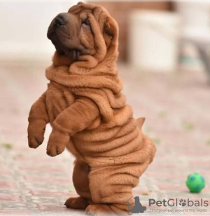 Photo №1. shar pei - à vendre en ville de Stockholm | négocié | Annonce №113219