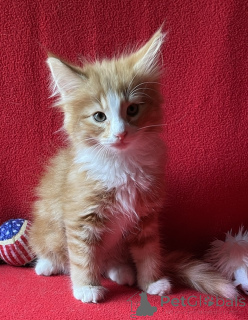 Photo №1. chat des forêts norvégiennes - à vendre en ville de Lichtenberg | 350€ | Annonce № 173638