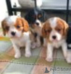 Photo №3. Adorables chiots Cavalier King Charles en adoption gratuite. Allemagne