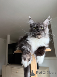 Photo №2 de l'annonce № 155399 de la vente maine coon - acheter à Pays Bas annonce privée