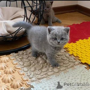 Photo №1. british shorthair - à vendre en ville de St. Julian's | négocié | Annonce № 168318