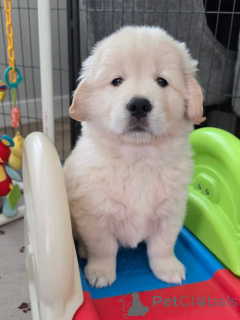 Photo №1. golden retriever - à vendre en ville de Voleur | négocié | Annonce №171671