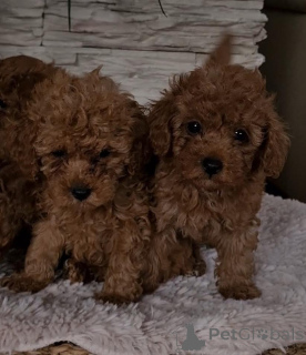 Photo №2 de l'annonce № 139180 de la vente caniche (jouet) - acheter à Serbie éleveur